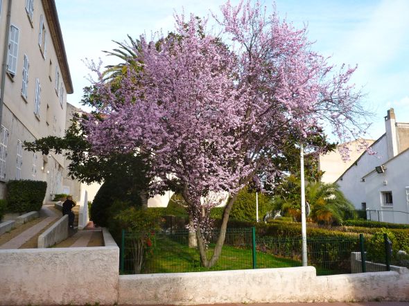 Körsbärsträden slår ut i blom