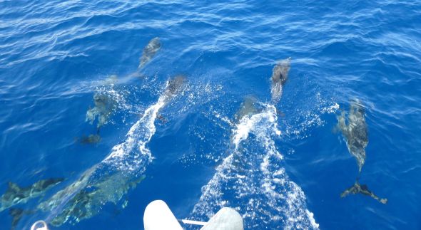 Dolphins in the Ionian Sea