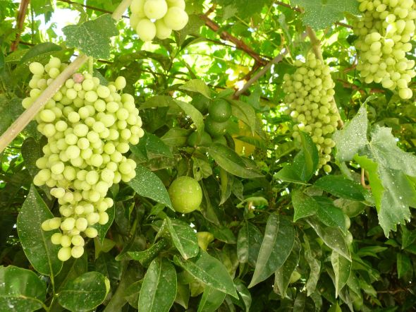 Grön prakt på Meganisi