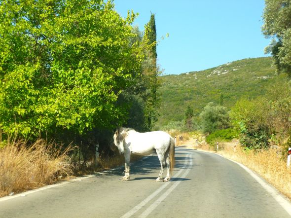 Häst på vägen