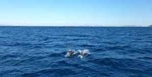 Snabbesök av delfiner