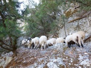 ... men vi var inte ensamma på stigarna