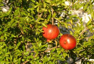 Granatäpplena mognar