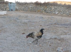 Tuppen på tavernans bakgård