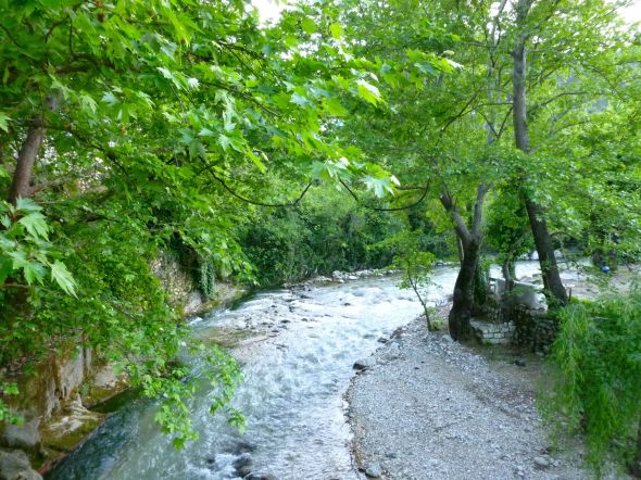 Härlig prunkande vårgrönska