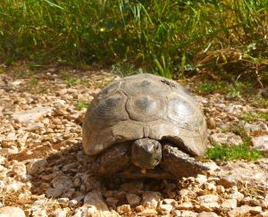 En litet långsammare vandrare