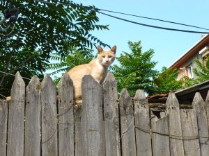 En av otaliga katter i Fatih
