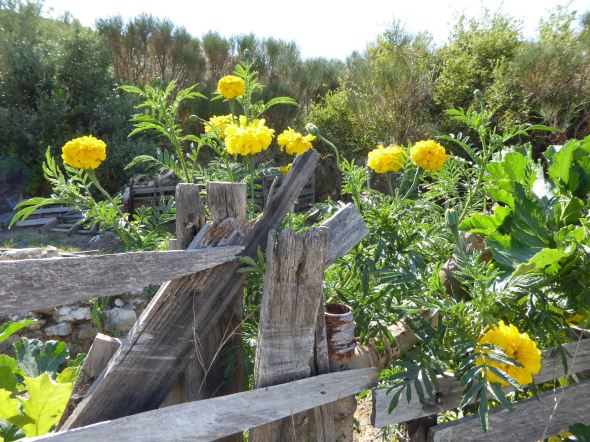 Promenad blomster.jpg